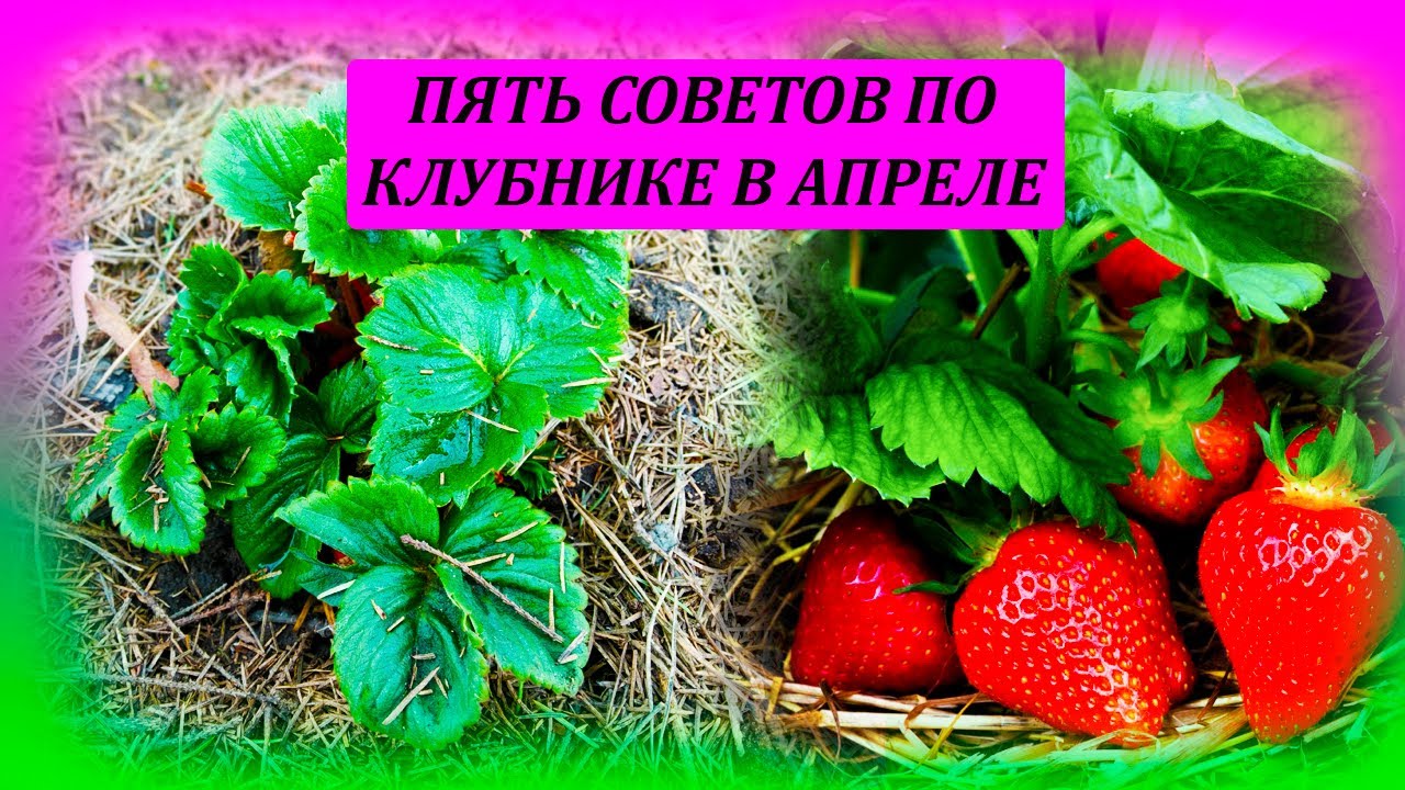 ПЯТЬ советов по КЛУБНИКЕ весной, для большого урожая ягод летом. Как выращивать клубнику #garden