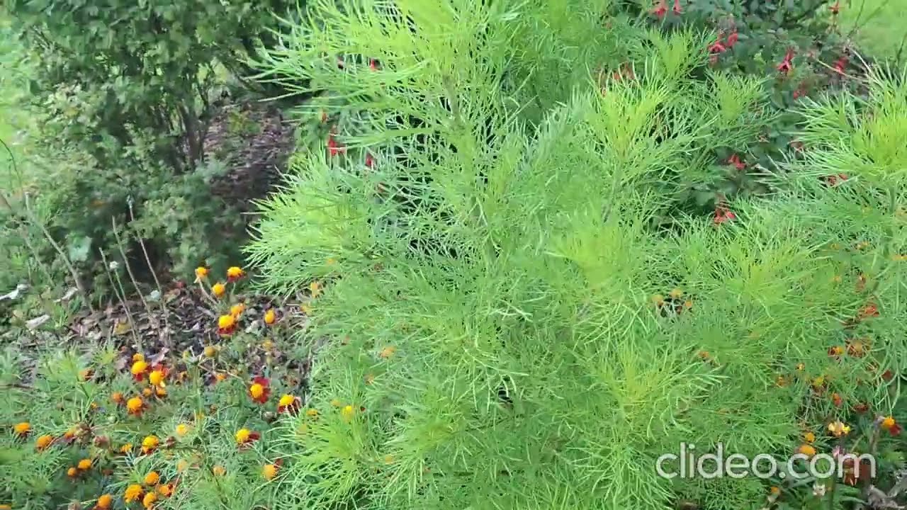 Relaxing Classical Guitar with Beautiful Park Flowers | Echoes of Nylon