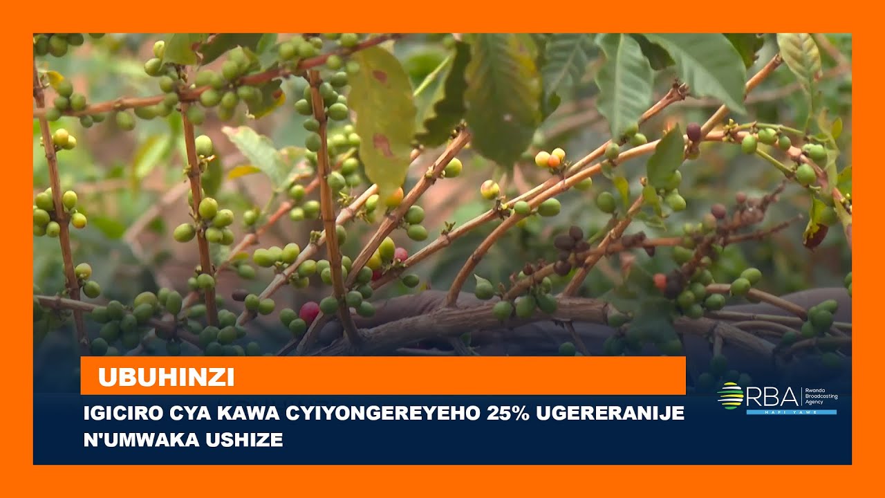 Igiciro cya Kawa cyiyongereyeho 25% ugereranije n'umwaka ushize | Inyungu n'icyo abayihinga bifuza
