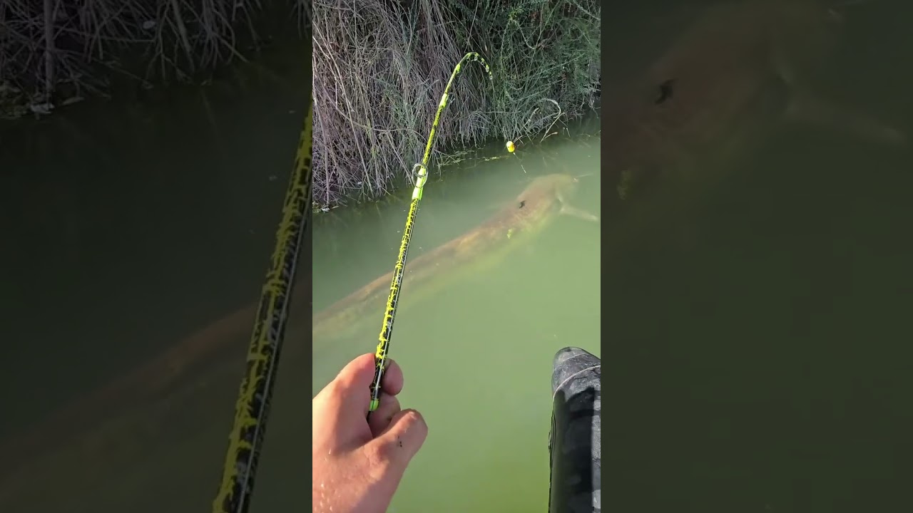 Katta laqqa baliq @baliqchilik #baliq  #fishing #балык #carpfishing #балык #fish #carp #fishinglif