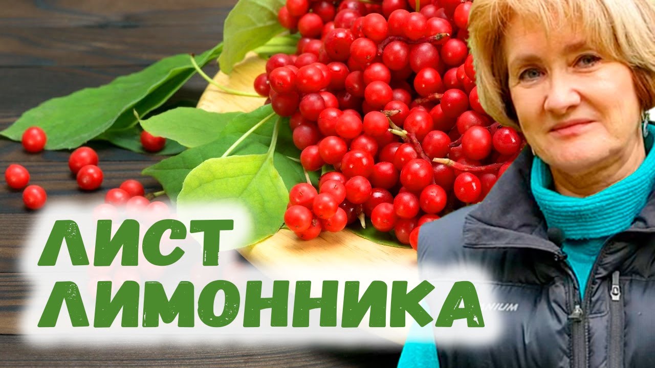 Листья лимонника &ndash; природный тоник