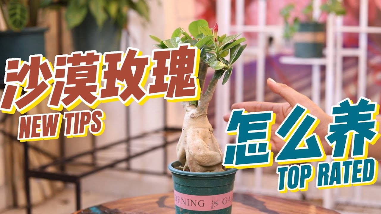 沙漠玫瑰怎么养？园艺师教你，沙漠玫瑰的详细养护技巧