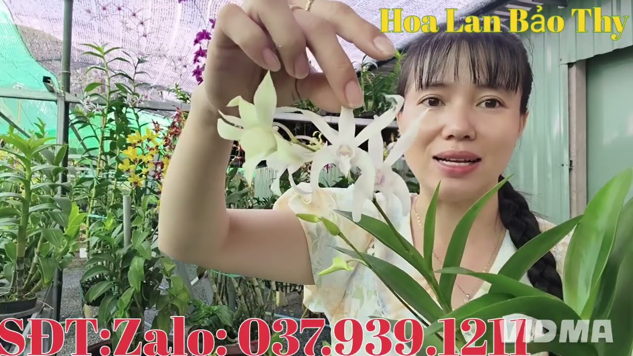 Hoa đẹp cây đẹp,giá yêu thương,kính mời cả nhà 18-1-2026 (HoaLanBảoThy)