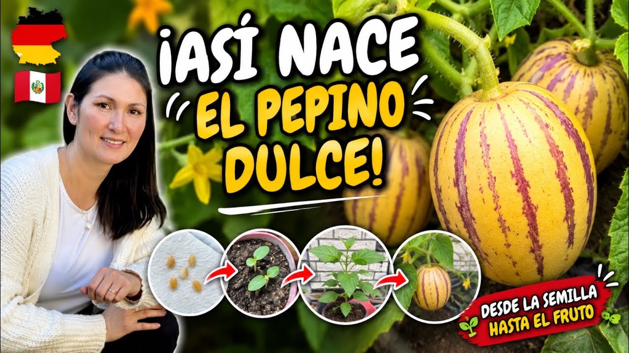 Así Cultivo Pepino Dulce en Macetas | Fácil, Rápido y Desde Casa | Shirley Tocic
