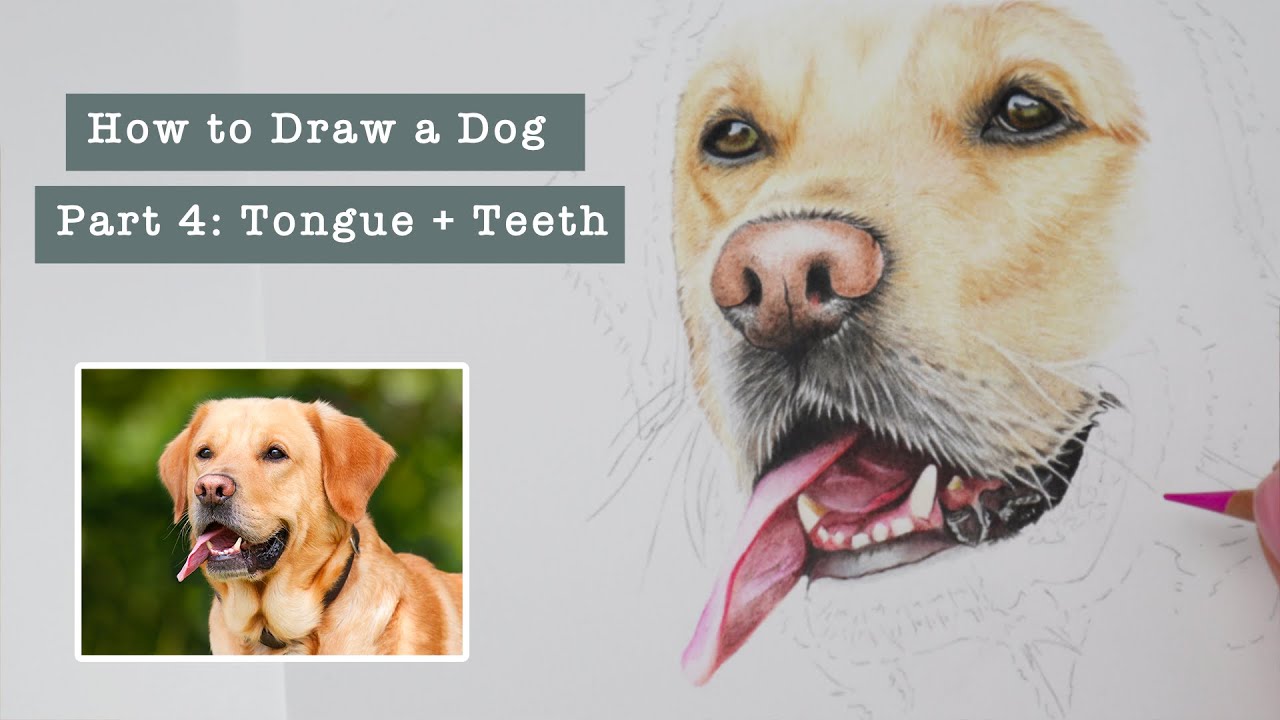 Part 4 Tongue & Teeth | How to Draw a Dog in Coloured Pencils Series
