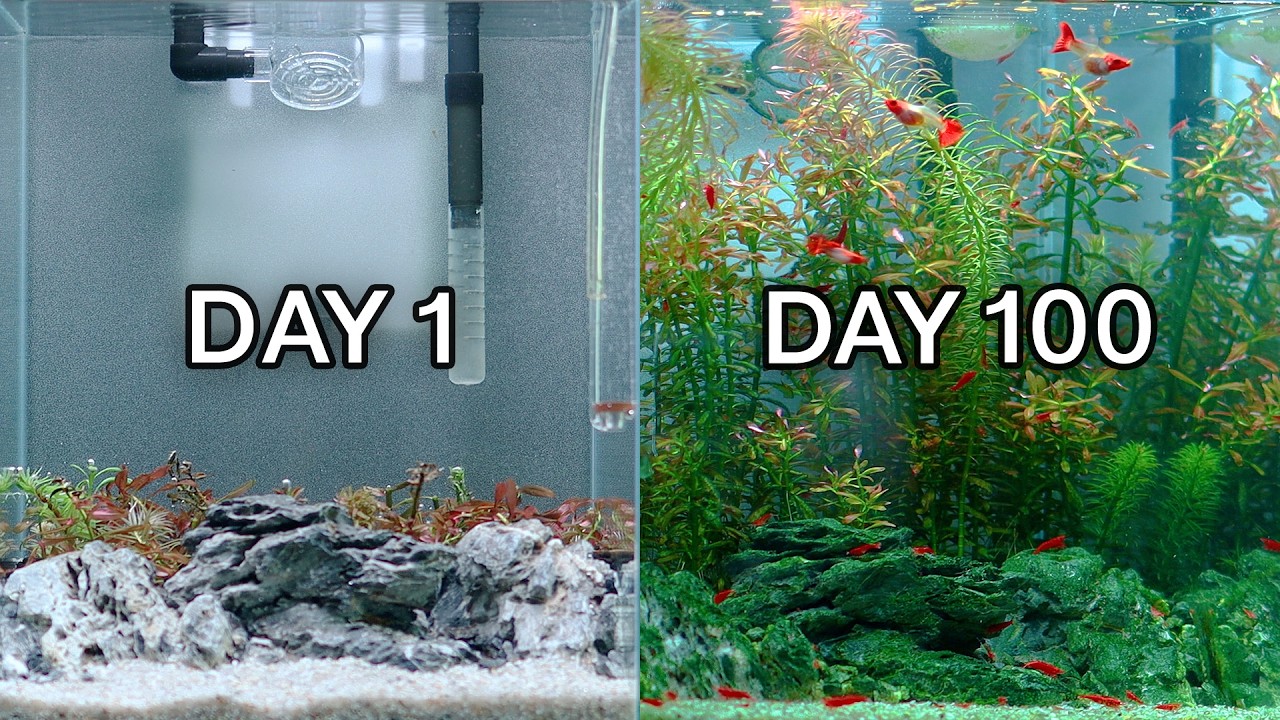 알록달록 구피 마을과 100일 | 물멍 | Simulating a Guppy Village for 100 Days | MulMung