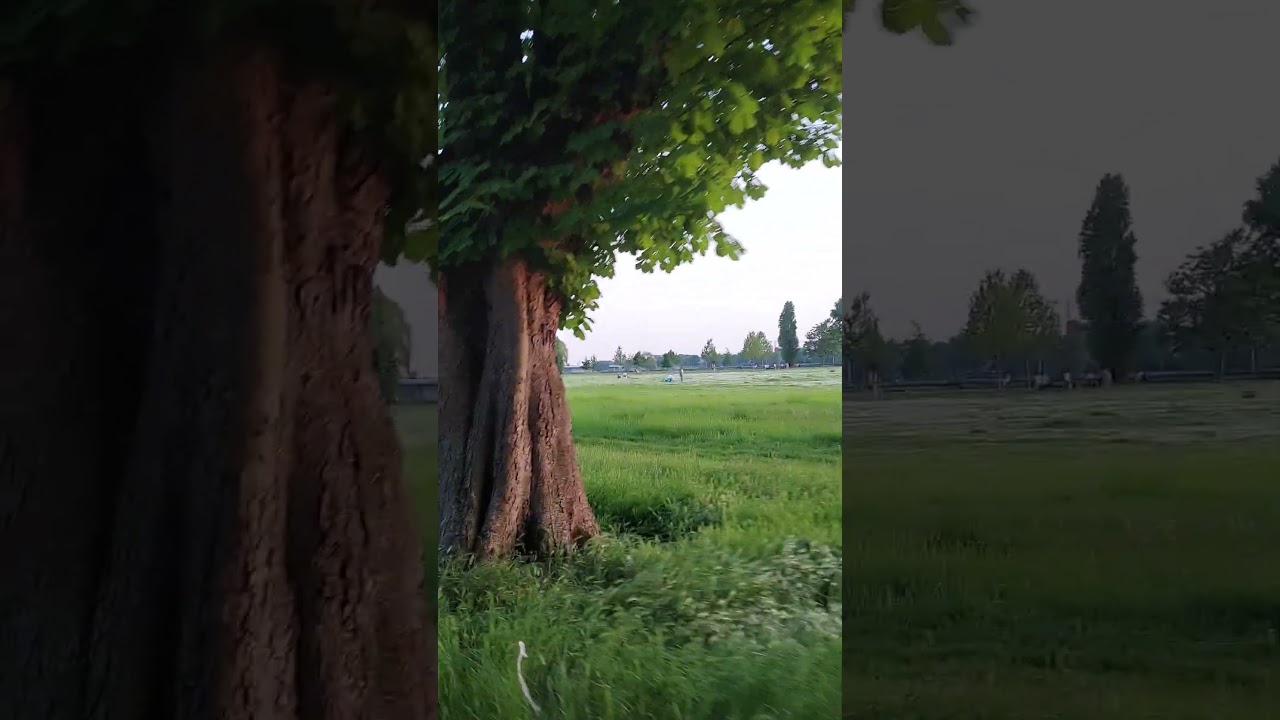 Rheinpark Golzheim in D&uuml;sseldorf City,  Germany #germany #d&uuml;sseldorf #green #sommer #summer
