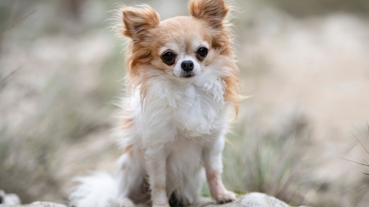 Chihuahua Dental Hea