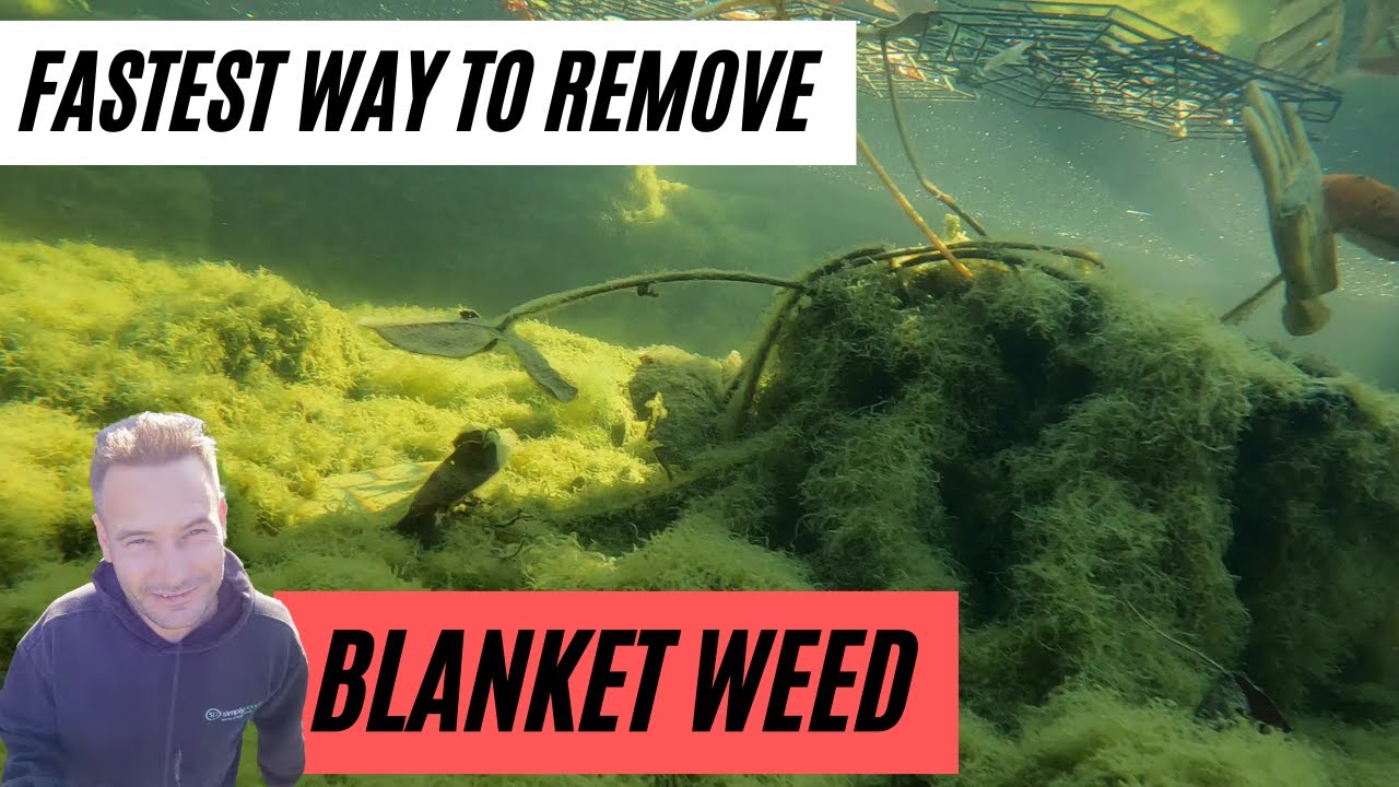 The FASTEST way to remove Blanket Weed from your pond & how to prevent it coming back!