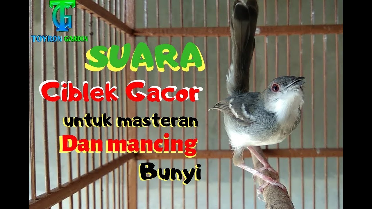 Burung masteran, CIBLEK kristal GACOR ngotot berantakan