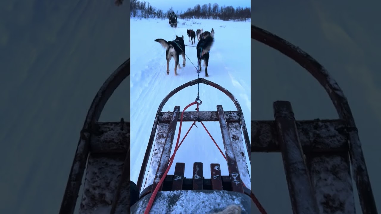 Immersive Husky Sledding Experience in Kvaløya
