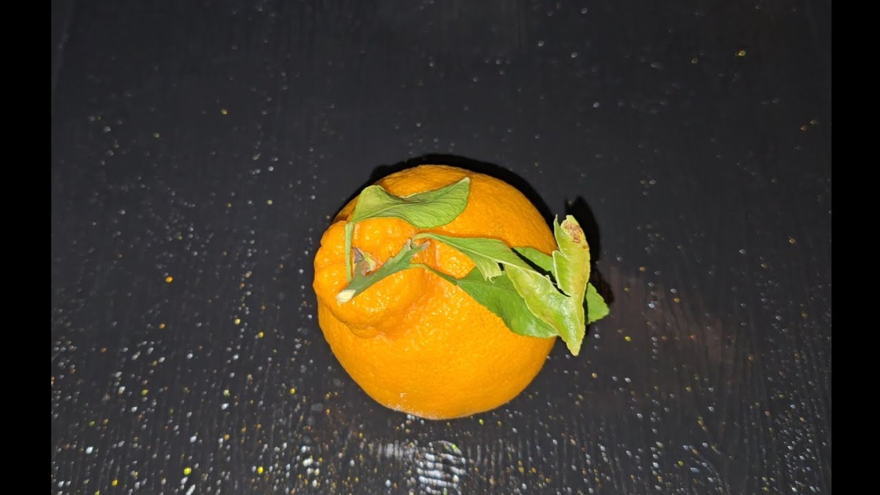 밤간식 : 한라봉🍊