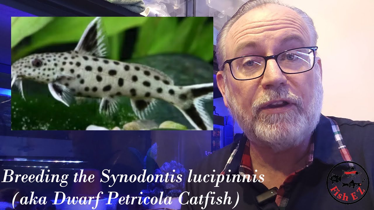 How to breed the Synodontis lucipinnis and rear the fry easily