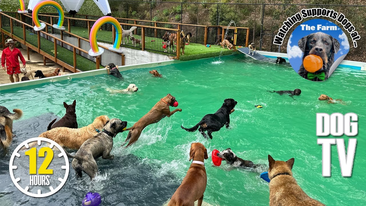 Daycare For Your Dog 🐶 Relaxing Dog Music for Separation Anxiety 🎵 Dog TV: Soothing Videos for Dogs
