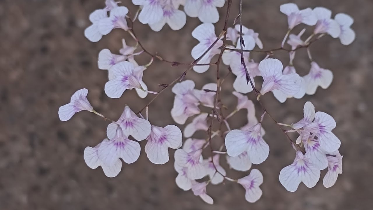 Orquídea Ionopsis(viuvinha) como é o meu cultivo