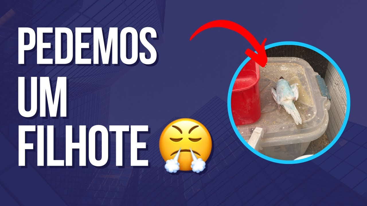 Manejo correto ✅ pra não perde filhote de periquito australiano 
