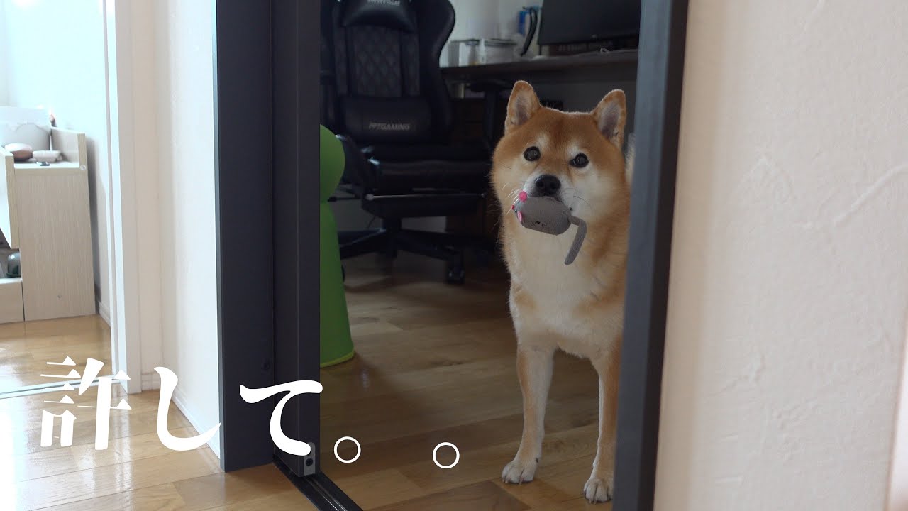 柴犬との間に亀裂が入りました。。