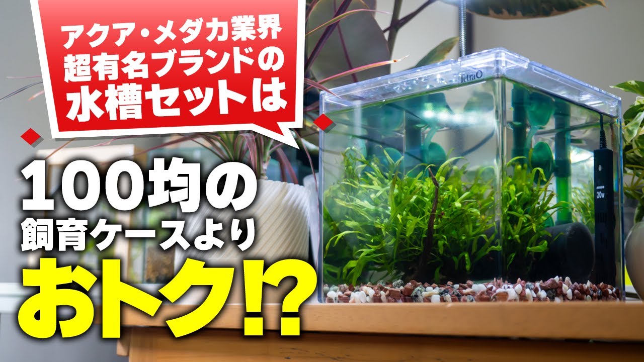 ダイソーよりお得？メダカ金魚ベタ飼育に使えるテトラ純正ろ過フィルター・エアポンプ・フタ付き超格安セット水槽はいかが？【ビバアクア】 #アクアリウム #熱帯魚 #メダカ #100均