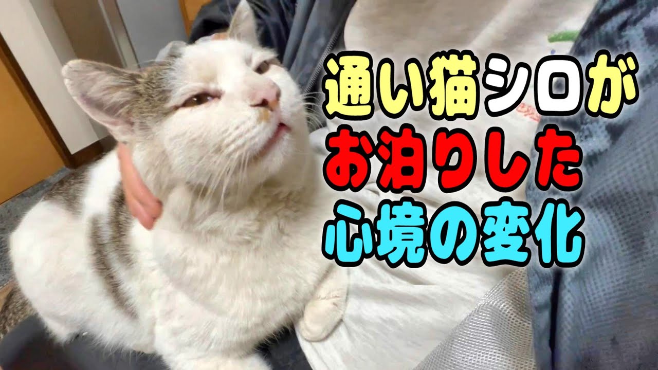 【感動の完全未公開映像】母が入院して数日後、通い猫シロが泊まってくれた翌朝の特別な思い出【オリジナルBGM】