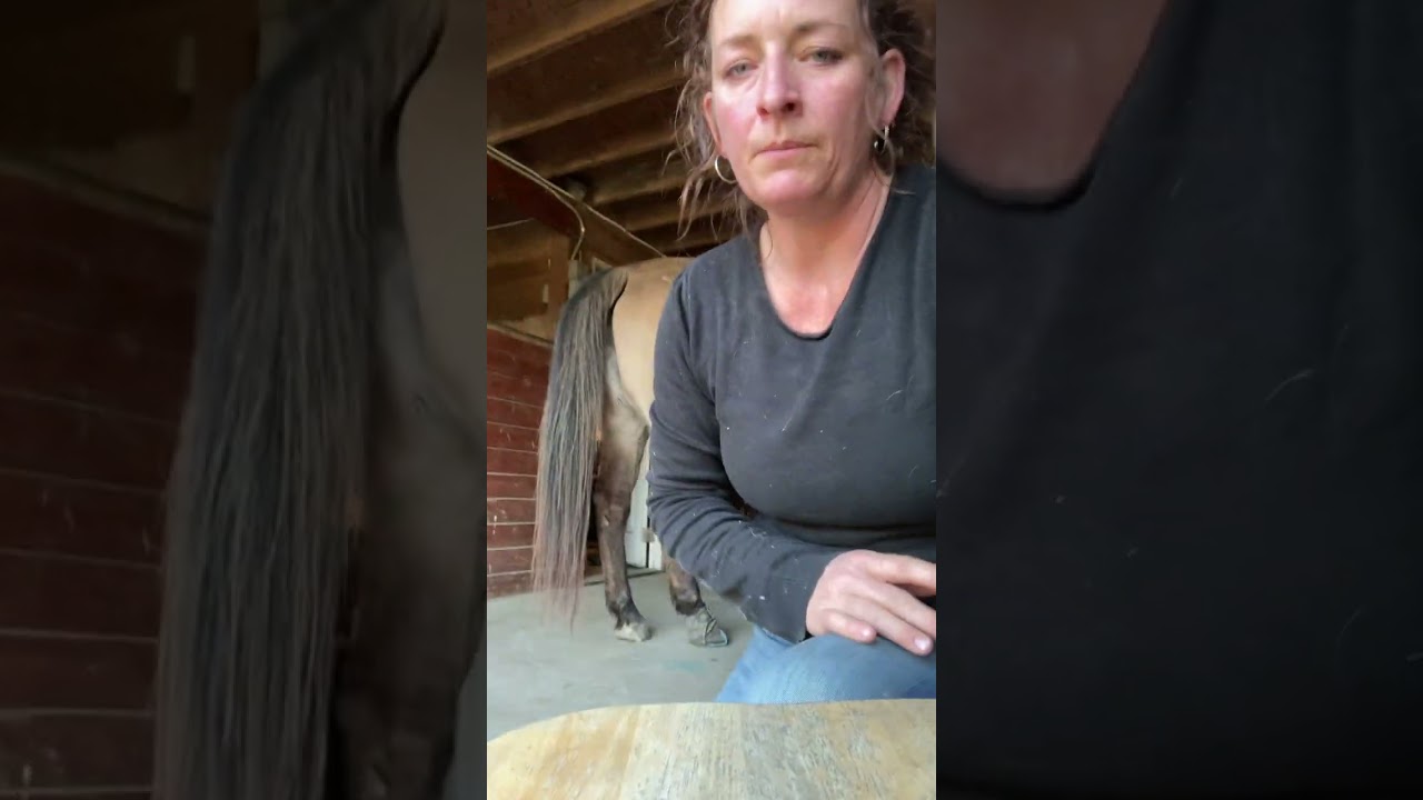 Treating a hoof abscess 