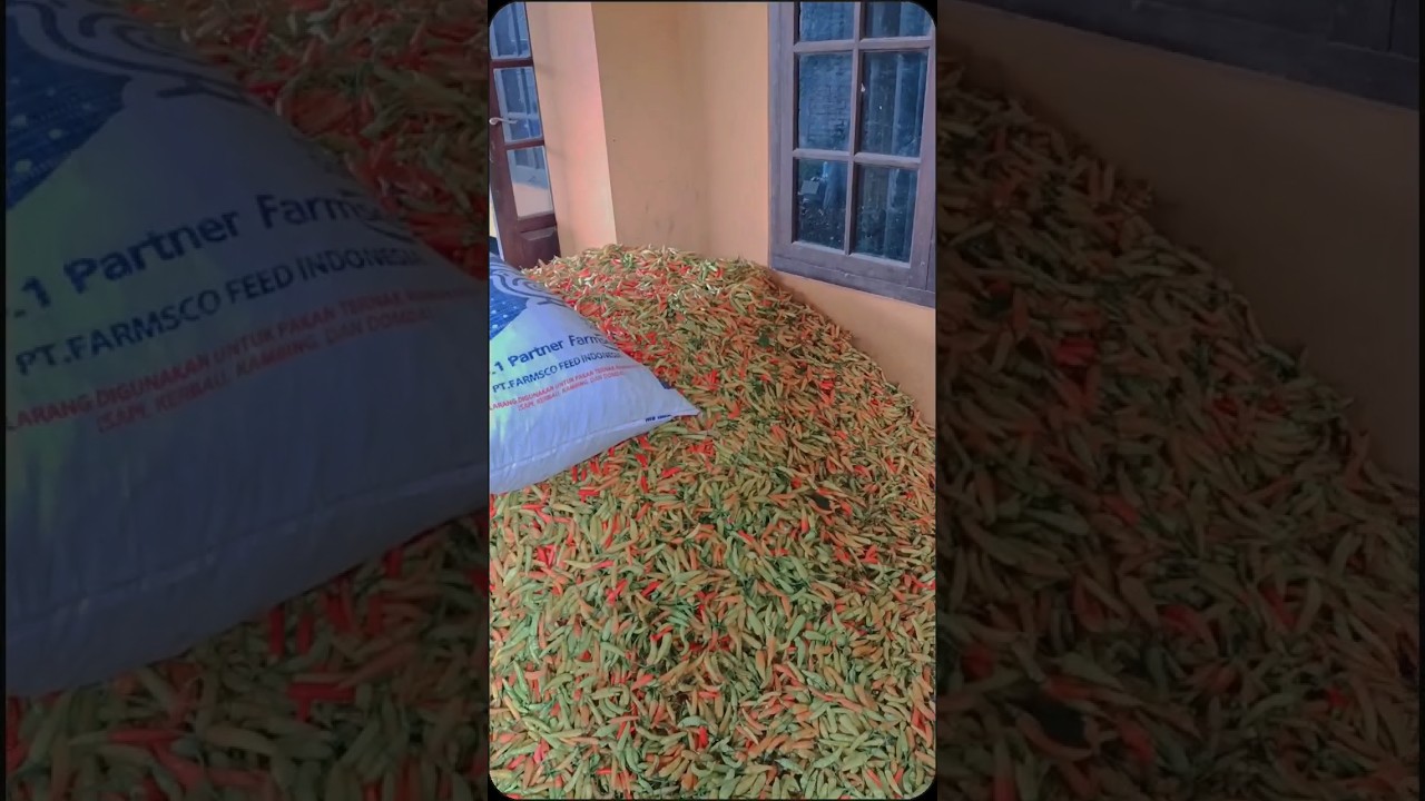 CABAI RAWIT MERAH MELIMPAH #cabai #agriculture #cabaimerah #hargacabai