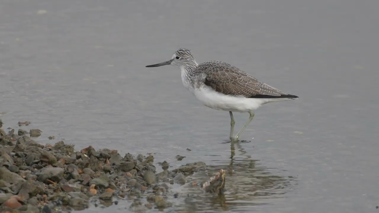 River Hamble above Warsash : Greenshank, Great Crested Grebe, Godwits