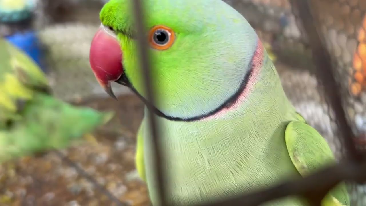 🦜💕✌️day 57./100 Parde video✌️ #teamfx #viralvideo #mitthu u#parrot