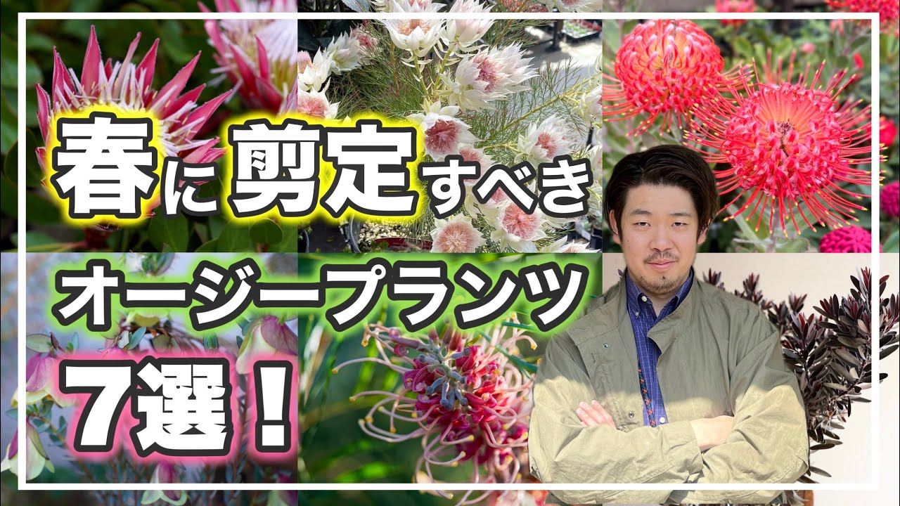 来年も花を咲かせる為の剪定7選！【オージープランツ】