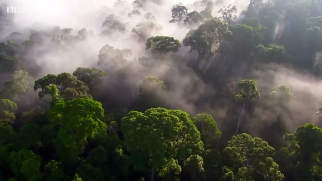 Our Planet is Dying (short film about Deforestation)