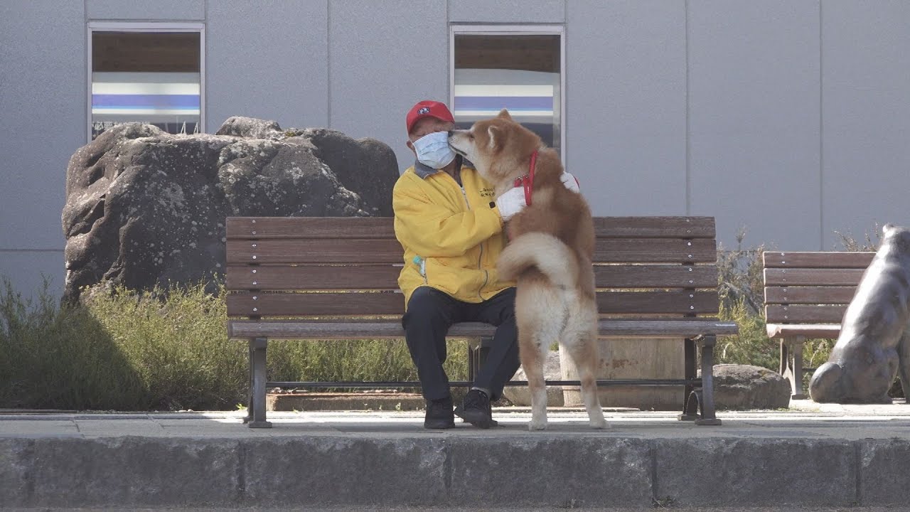 じいちゃんと秋田犬の幸せな時間　今も続く忠犬物語