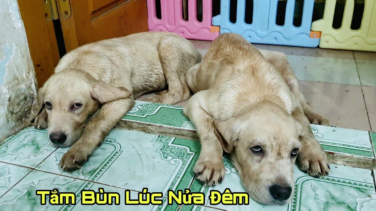 Chút Chít tắm bùn lúc nửa đêm và cái kết, quậy hơn cả mẹ Kim Chi rồi
