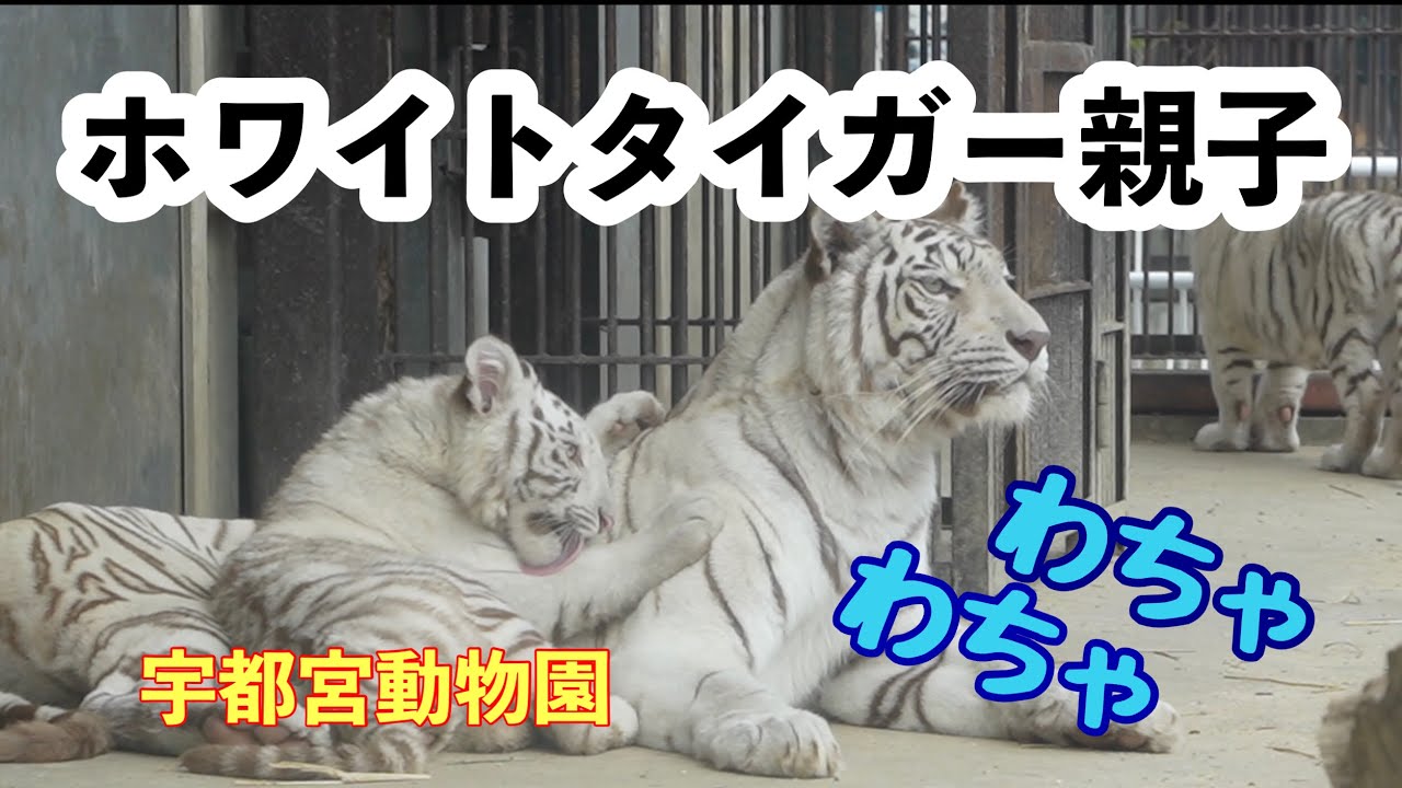 すくすく成長ホワイトタイガー双子