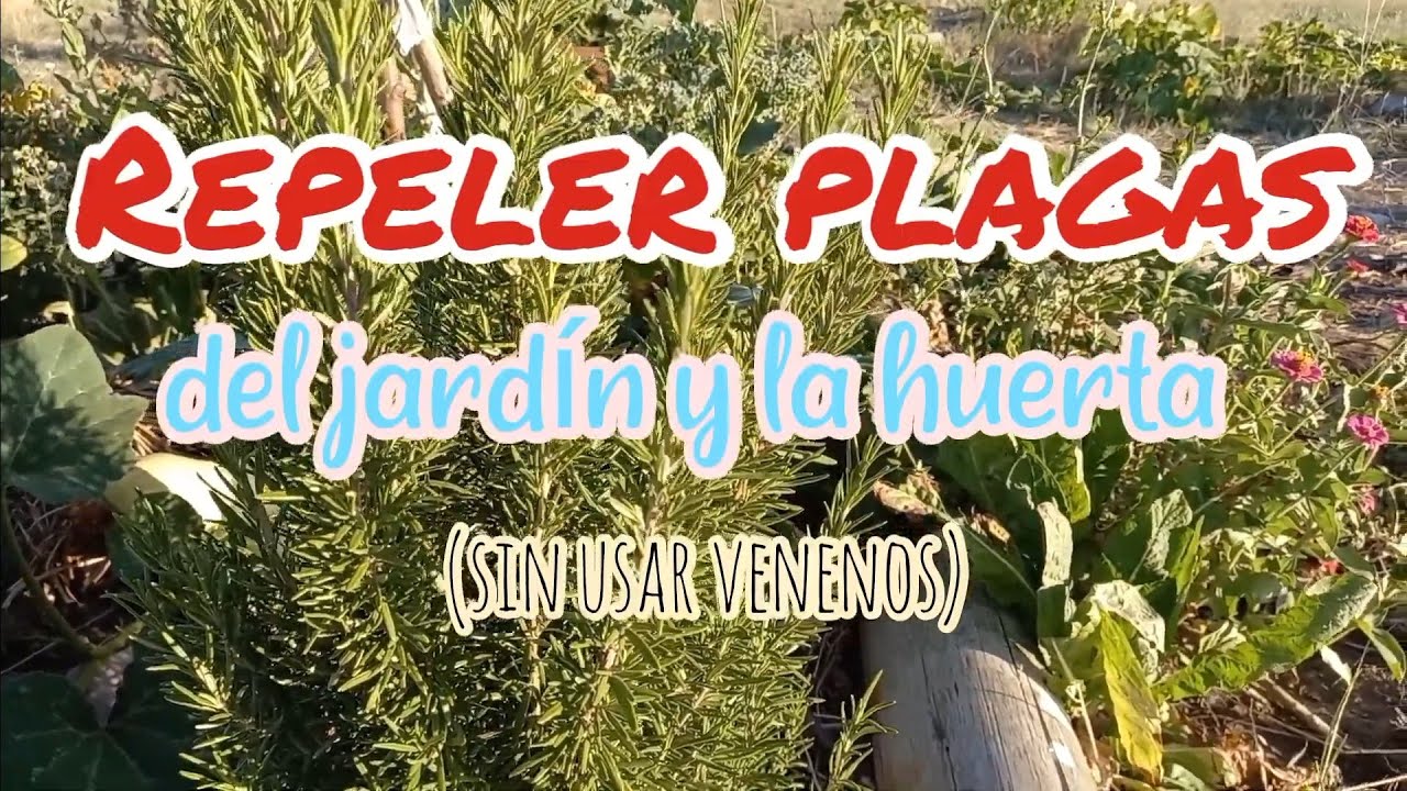 Plantas que repelen plagas [Repeler PLAGAS sin usar VENENOS]