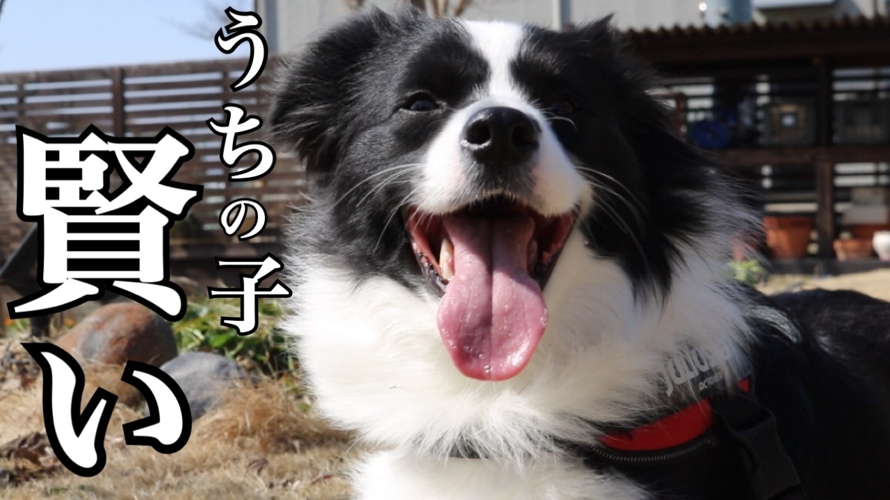 こちらの様子を伺いながら意思表示をする愛犬が賢すぎ！！