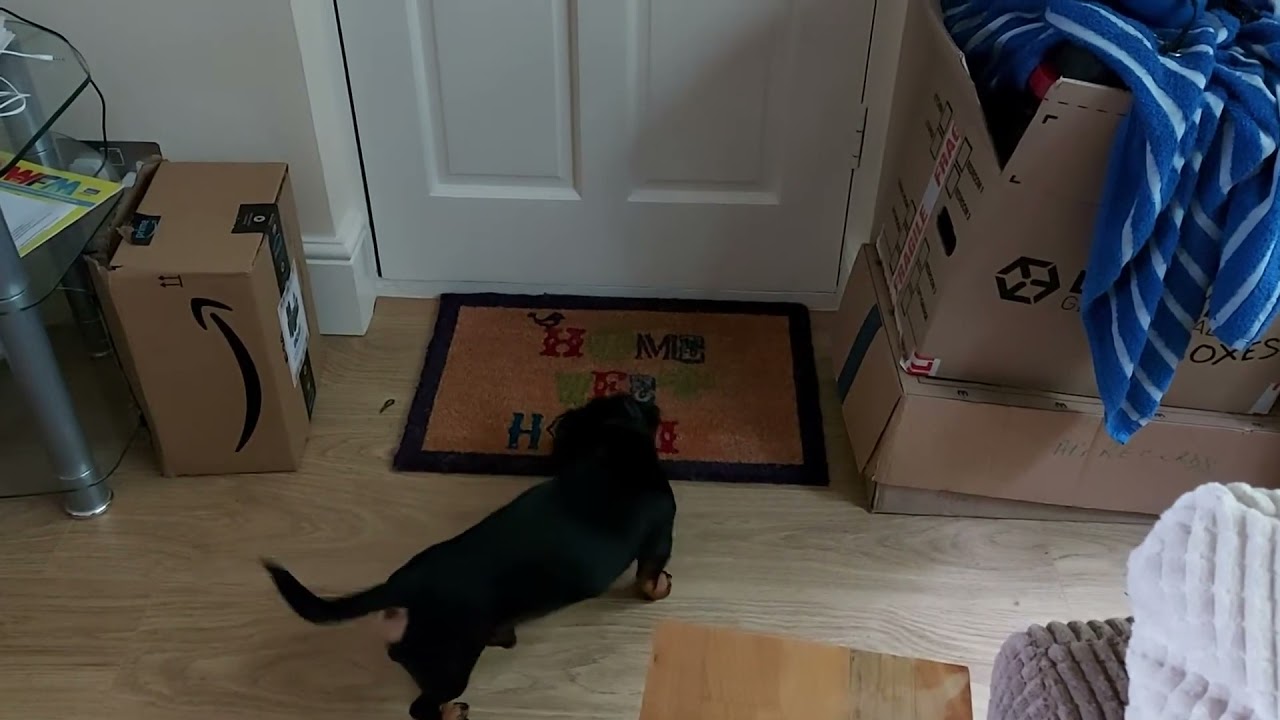Anti Bark Collar | Non Electric-Shock Dog Training Technology