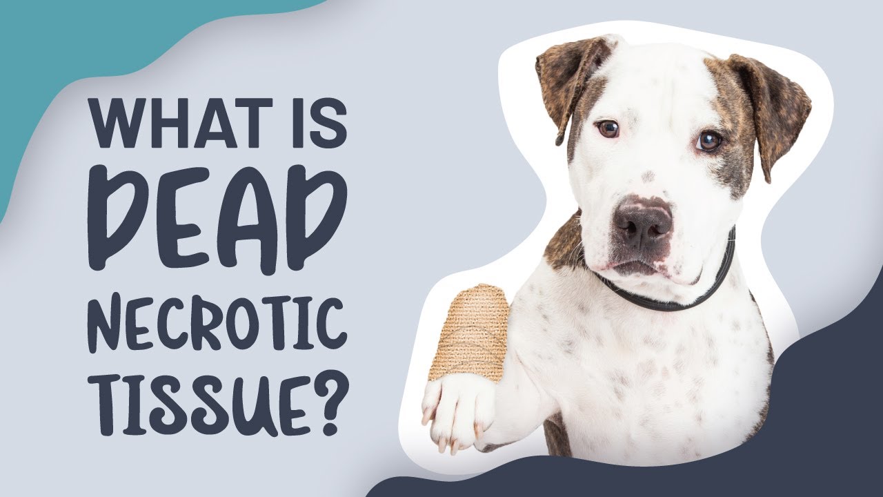 What Is Dead Necrotic Tissue?