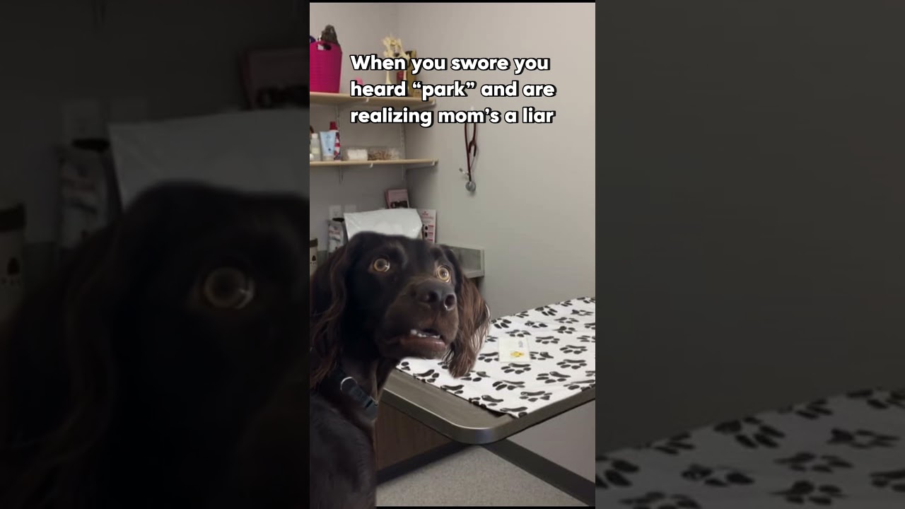 The Ultimate Plot Twist 🐶