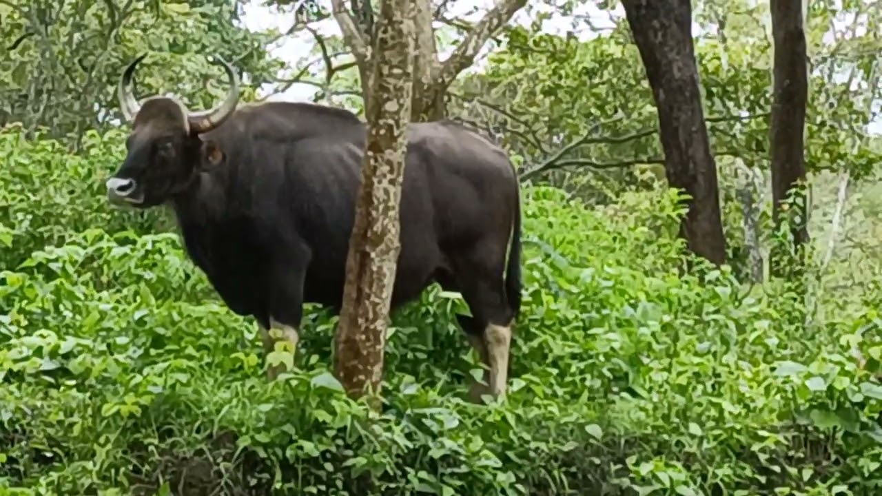 Nagarhole Kabini Jungle Resort - Gaur