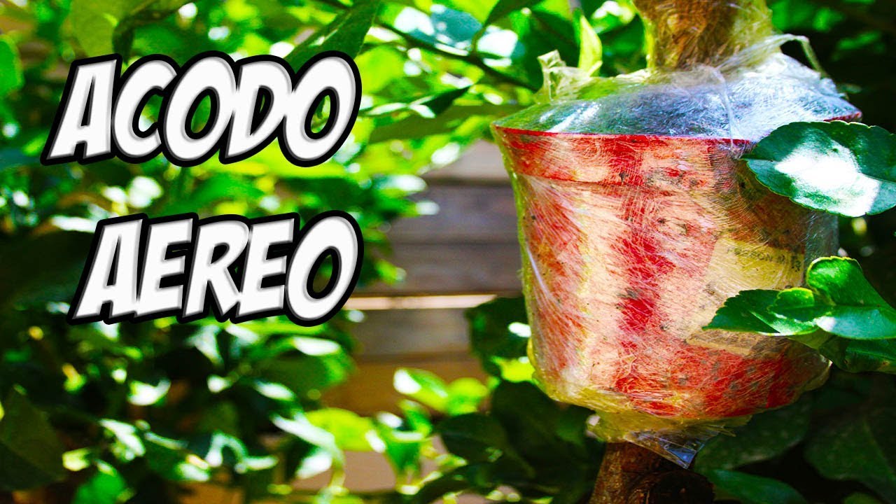 TRUCO PARA REPRODUCIR CUALQUIER ARBOL 🌳🌳 || Acodo Aereo De Limonero