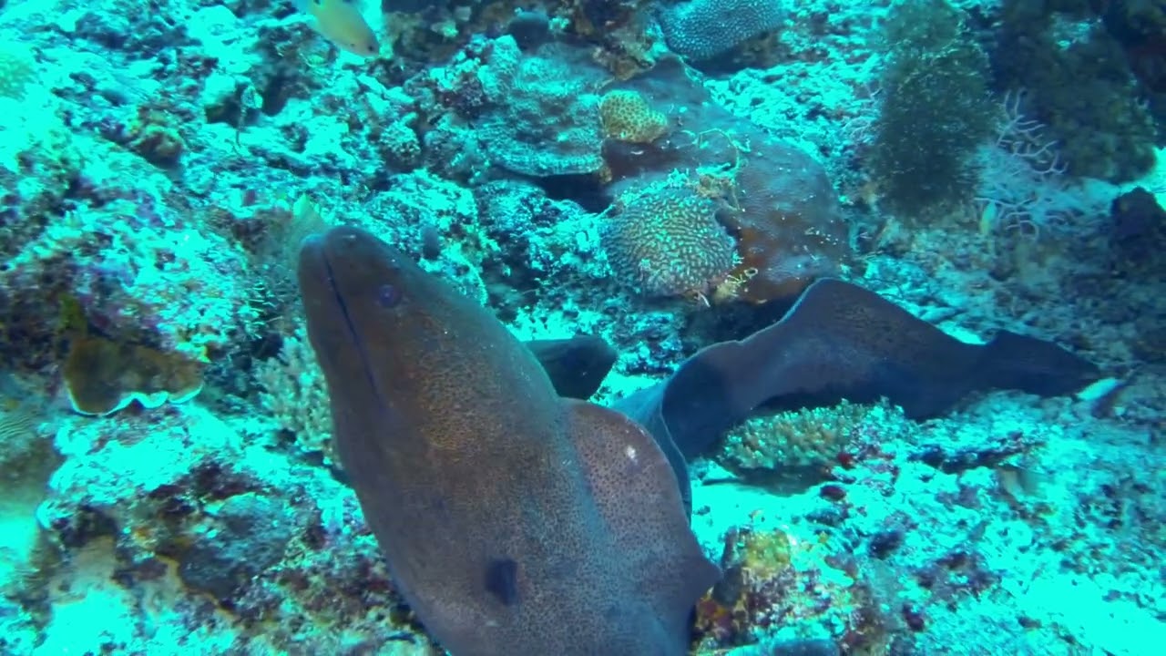 Moray eel