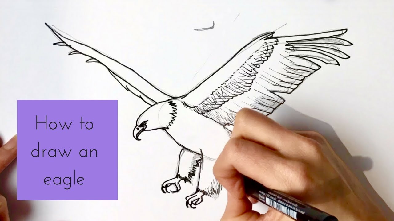 How to Draw a Bald Eagle