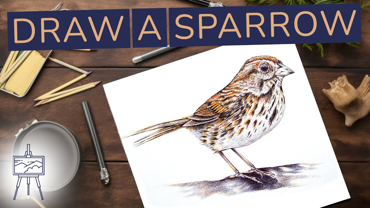 How to Draw a Sparrow #drawingtutorial
