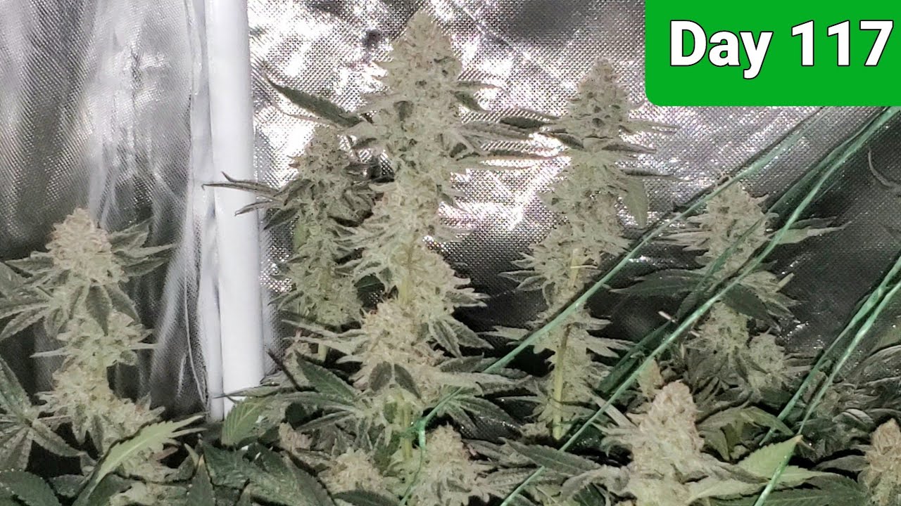 2x2 Grow Tent Making a Monster yield with the TS1000 Day 117/Day 61 Flower , 1 last look at the tent
