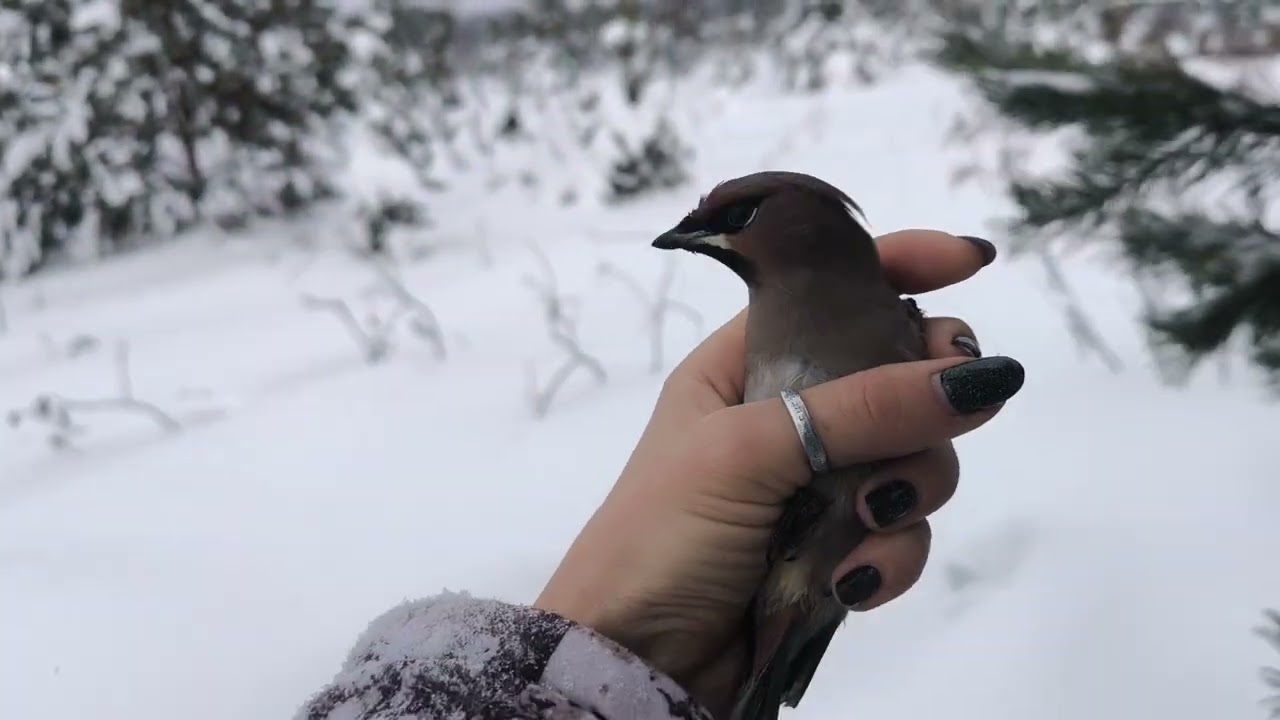 Полметра снега на вольерах