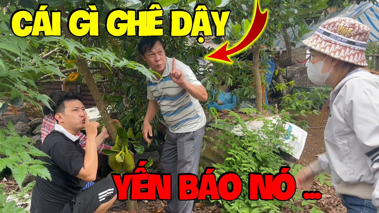Yến Báo Tính Tạo Bất Ngờ Mà Sao Làm Cả Nhà Hoang Mang Qúa