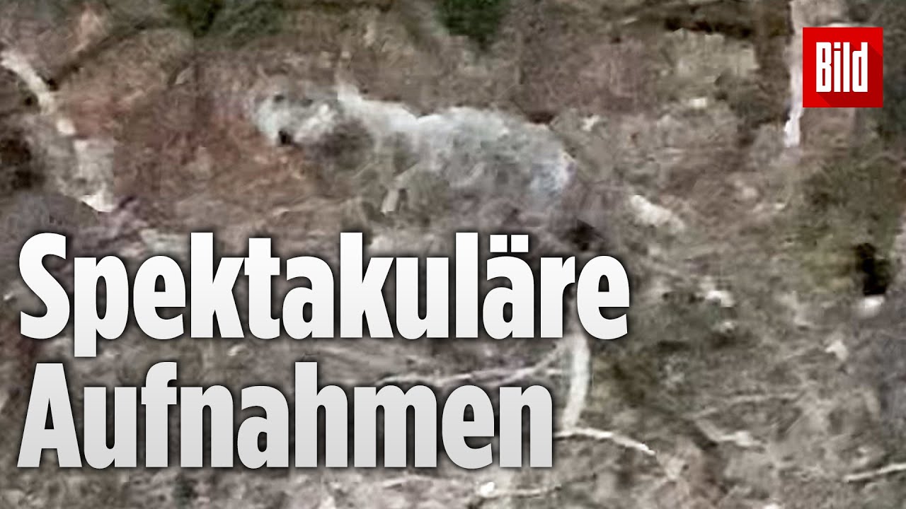 Wolf vor der Kamera: Raubtier wird im Ruhrgebiet gesichtet | Nordrhein-Westfalen
