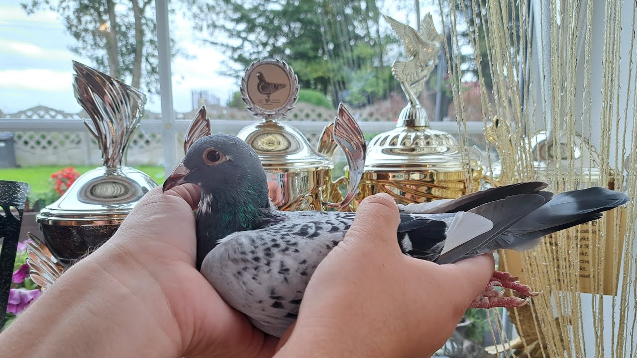 Młode 2025 Hardy Kruger,  Porsche 911 , Koopman , Batenburg/Jellema , Euro Diamond 724363316