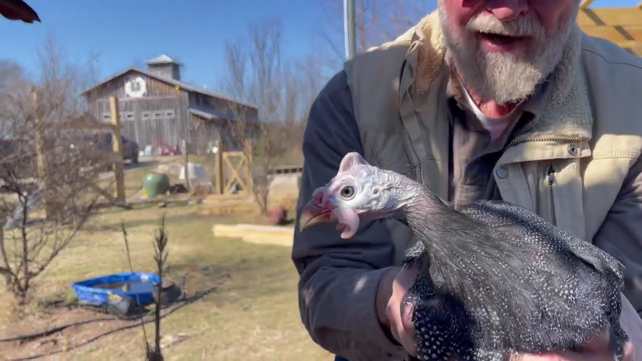 Releasing Valentines Day guineas into the poultry yard. From cages to free-range.