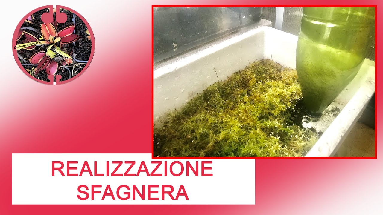 Realizzazione e gestione sfagnera