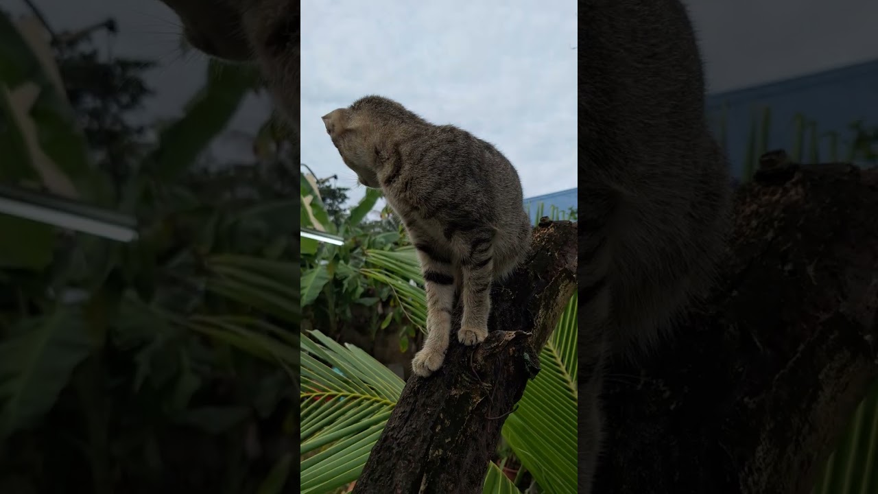 Early meowning catshow...